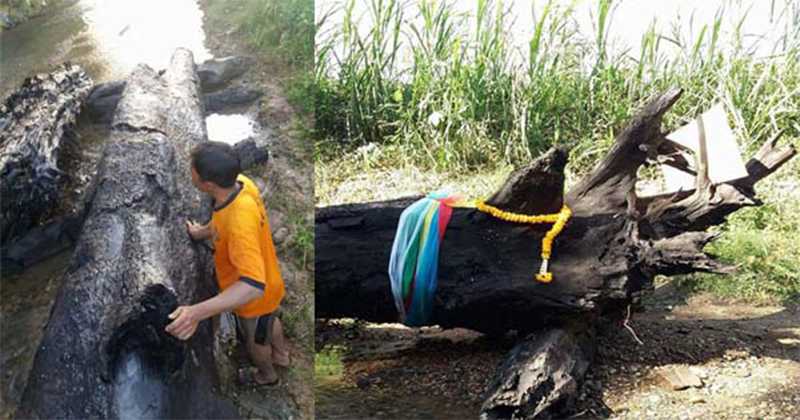 ชาวบ้านฮือฮา!! บวงสรวงเข้าวัดห้วยซ้อขุดเจอตะเคียนยักษ์อายุหลายร้อยปี ใต้ลำน้ำแม่จริม ล่าสุดชาวบ้านเผยออกมาแบบนี้!? ฟังแล้วขนลุกสุดๆ!!!